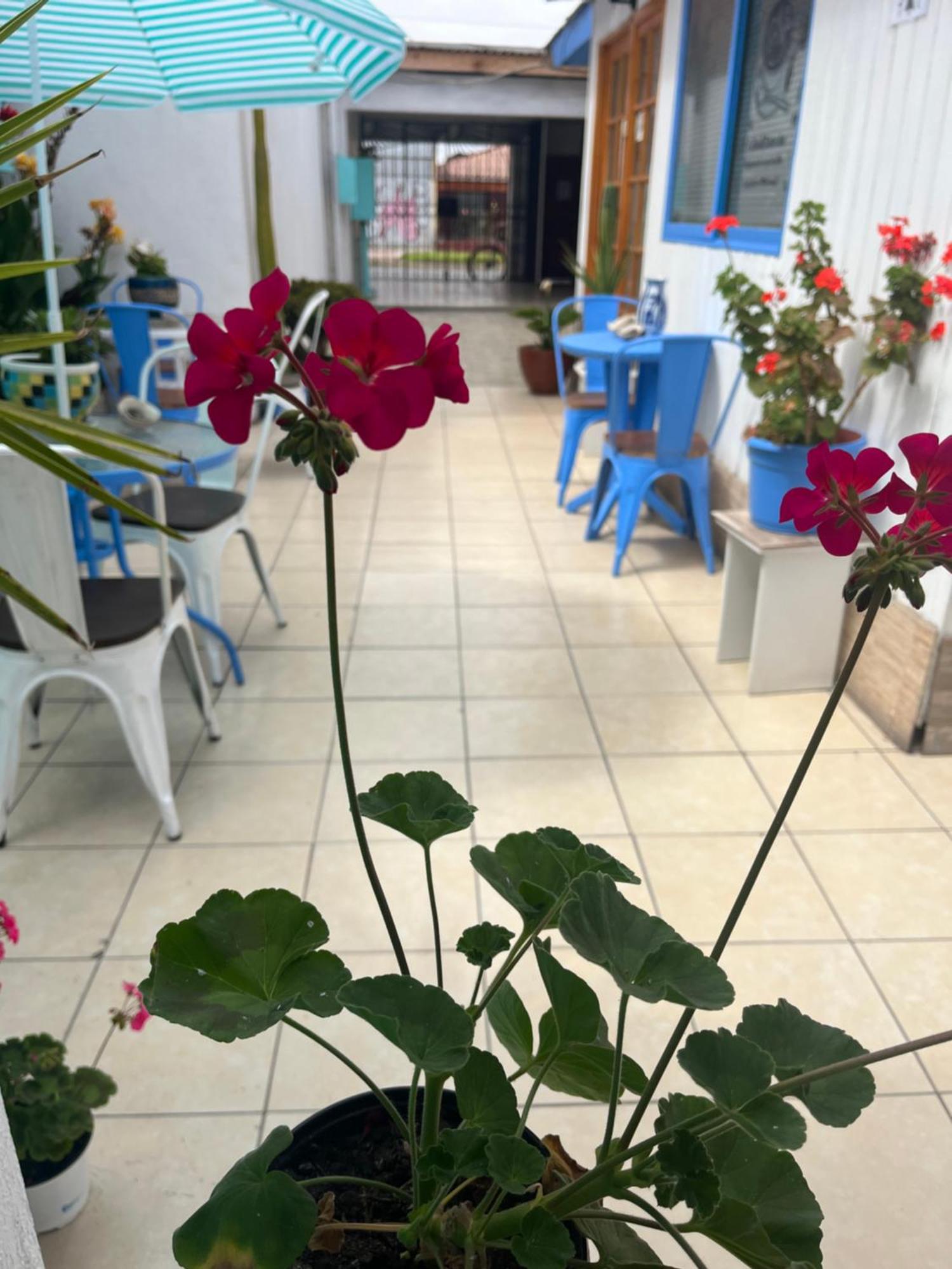 Hostal Avenue La Serena Ngoại thất bức ảnh